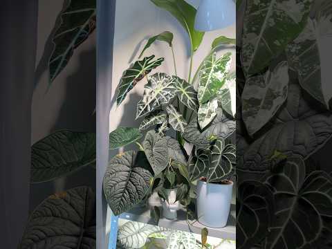 МОИ АЛОКАЗИИ КРУТЯТ НОВЫЕ ЛИСТЬЯ 🤓🍃 #plants #flowers #цветы #полли #фрайдек #алоказия #растения