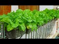 How I Grow Balcony Vegetables Easily And With High Yield