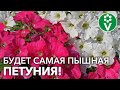 КАК СЕЯТЬ ПЕТУНИЮ? ТОЛЬКО ПРИ ТАКОМ ПОСЕВЕ БУДЕТЕ С ЦВЕТАМИ!