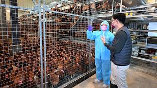 A Model of Livestock Industry Transformation: Quanyou Ranch, the First Layer Chicken Farm in Chin...