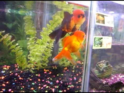 petco hours Large Oranda Goldfish