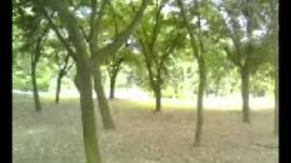 Video thumbnail of "ANDREAS VOLLENWEIDER - Pyramid - In the Wood - In the Bright Light.wmv"