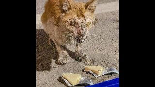 Miserable blind cat crying for help rescue cat before & after 7 months