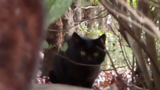 黒猫を追いかける野良黒猫