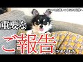 重大発表 新たに子犬のチワワを迎え入れる事になりました 重大発表 新たに子犬のチワワを迎え入れる事になりました