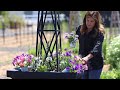 Planting Large Full Sun Containers! 🌸☀️🌿 // Garden Answer