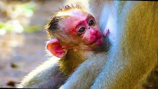OhGodhelp!...Cute bb monkey New Clip video bb monkey for week | So lovely Monkey mum.