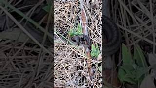 🐍 Гадюка степная. Чем опасна? 🟢❗️❗️❗️ См. в комментариях.☝️