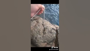 Câu cá chẽm biển