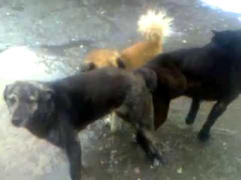 ძაღლების უკუღმართი სექსი და კახელის კომენტარები