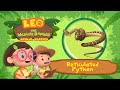 The Reticulated Python | One of the LONGEST snakes! | Leo the Wildlife Ranger | Fun Animal Facts