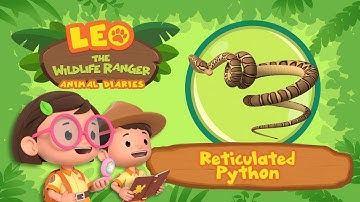 The Reticulated Python | One of the LONGEST snakes! | Leo the Wildlife Ranger | Fun Animal Facts