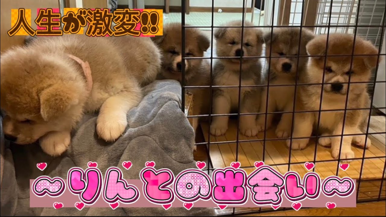 秋田犬・りんと出会えて、幸せな毎日になりました！