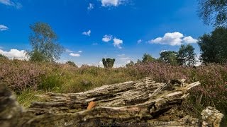 Fototipps für die Landschaftsfotografie am Beispiel Lüneburger Heide