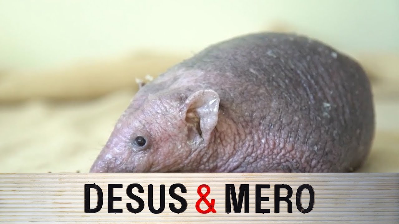 Hairless Hedgehog YouTube