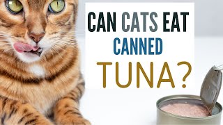 Can Cats Eat Canned Tuna?