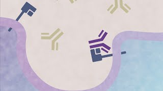 FcRn and the Long Half-Life of IgG Antibodies