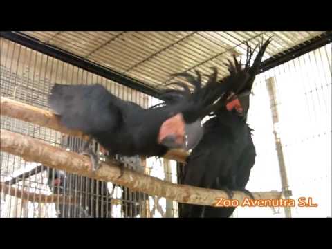 Cacatua Negra  Probosciger A. Goliath -- Zoo Aventura SL