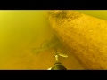 Подводная охота в Волгограде. Сомы и судаки осенью!