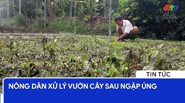 Nông dân xử lý vườn cây sau ngập úng | BTV - TRUYỀN HÌNH BÌNH DƯƠNG