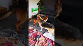 the Schäferhund Ballet Company production of 3 April 2024 by goodmorningzara 253 views 1 month ago 2 minutes, 3 seconds