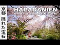 Kyoto Hidden Gem - Haradani-en Garden, Cherry Blossom (Japan) 京都