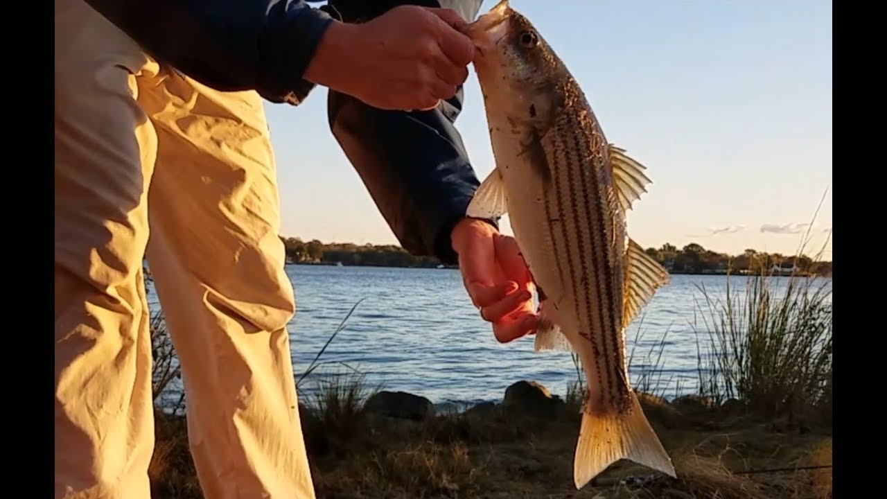 Topwater Stripers After A Cold Front YouTube