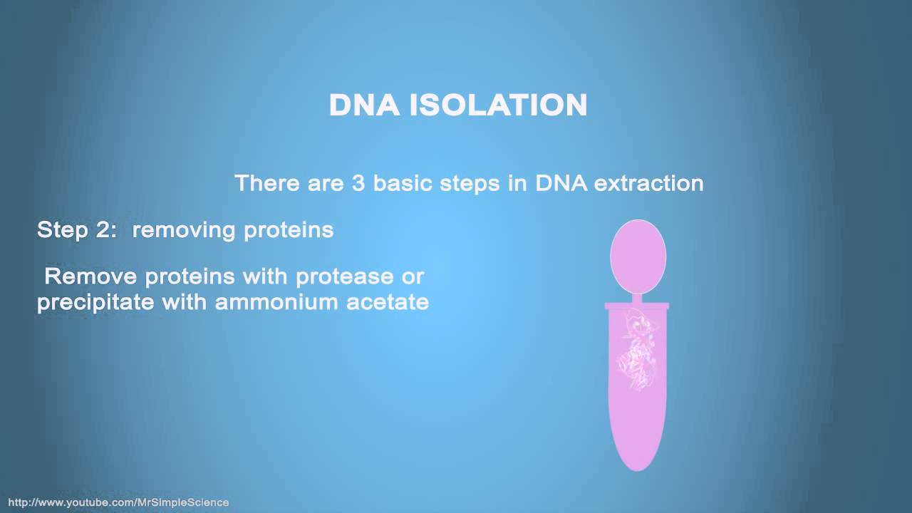 DNA ISOLATION - Simple Animated Tutorial - YouTube