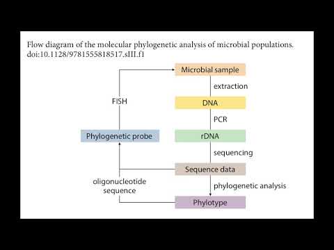 Introduction to Molecular Ecology