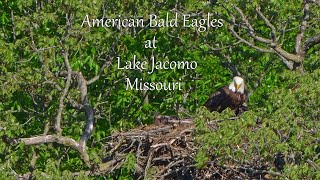 American Bald Eagles at Lake Jacomo, Missouri by Dennis Schuller jr 58 views 3 weeks ago 2 minutes, 41 seconds