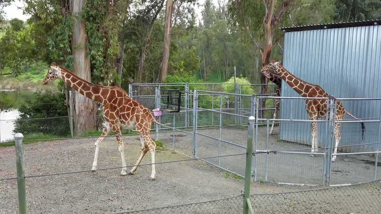 Two headed giraffe? - YouTube