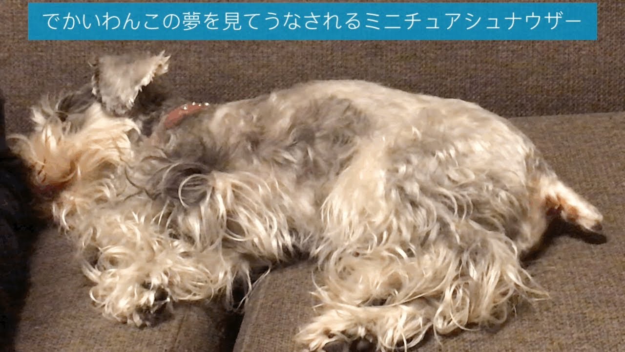 でかいわんこの夢を見てうなされるミニチュアシュナウザー Youtube でかいわんこの夢を見てうなされるミニチュアシュナウザー Youtube