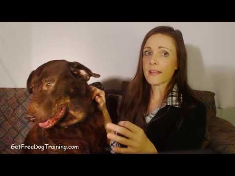 Doggy Dans The Online Dog Trainer Reviews & Testimonials