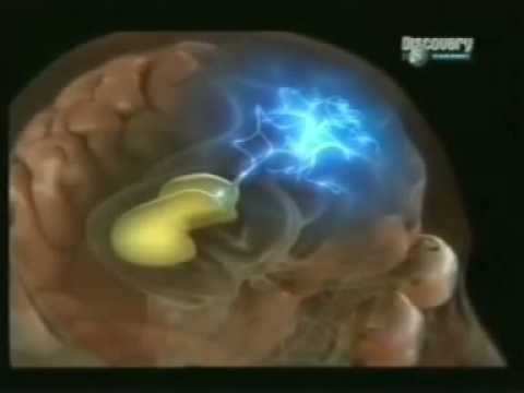 Vídeo: 5 Funciones Que Realiza El Cerebro Durante El Sueño - Vista Alternativa