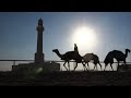 Carrera de Camellos / Camel Races - Qatar