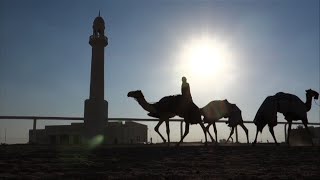 Carrera de Camellos / Camel Races - Qatar