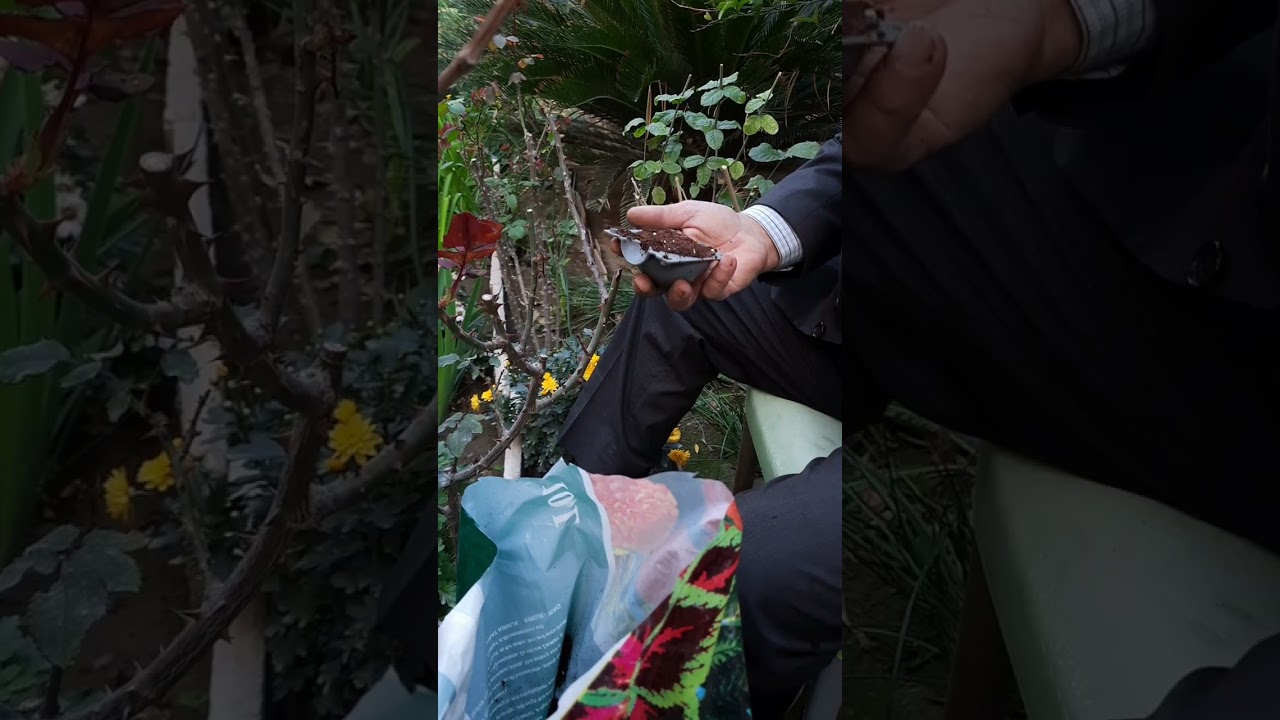 التجذير الهوائي لورد الجوري