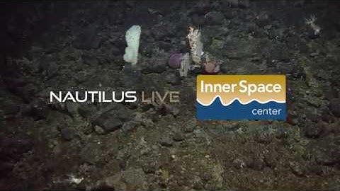 E/V Nautilus Video Bite: Crowded Rock