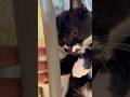 甘えん坊猫のゴロゴロと歌と毛繕い😺ハチワレ猫ざきお【猫動画】