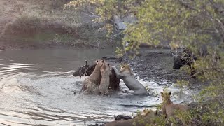 Buffalos Take Refuge In Deep Waterholes To Escape Lions But This Waterhole Is Shallow