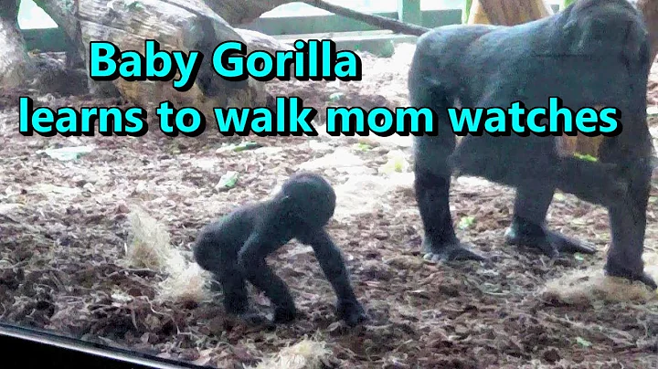 Baby Gorilla learns to walk while Mom watches  🦍 Lincoln Park Zoo Chicago