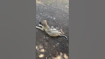 please consider donating to our PayPal link in bio on our Instagram page for support#donate