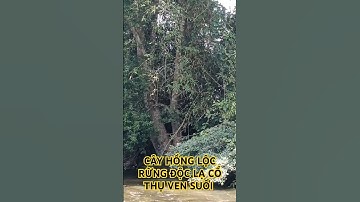 CÂY HỒNG LỘC RỪNG CỔ THỤ ĐỘC LẠ VEN SUỐI.
