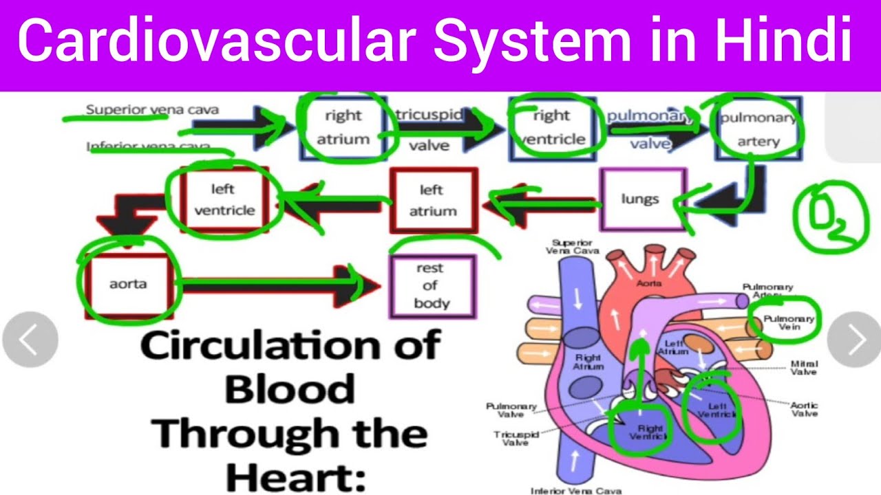 Blood Circulation Hindi,Cardiovascular System Hindi Vascular System