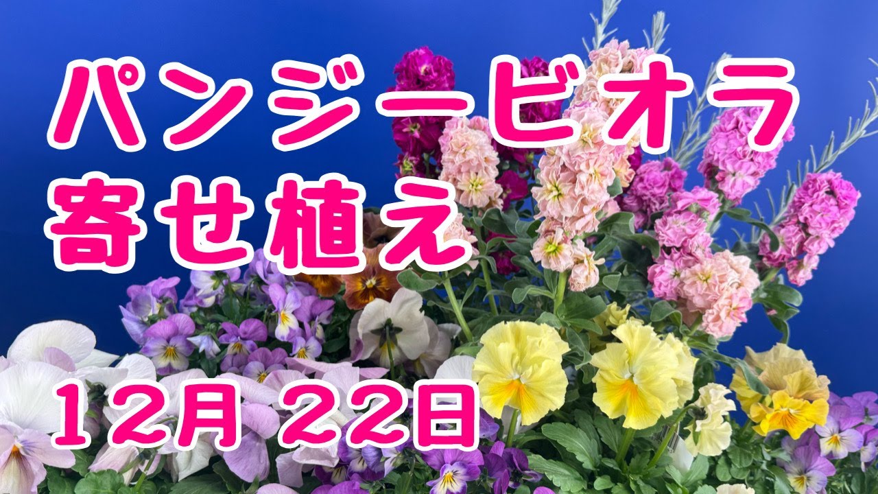 MIYABI ビオラ♡ パンジー 2日発送予定 入荷情報20241128 : 沖原園芸