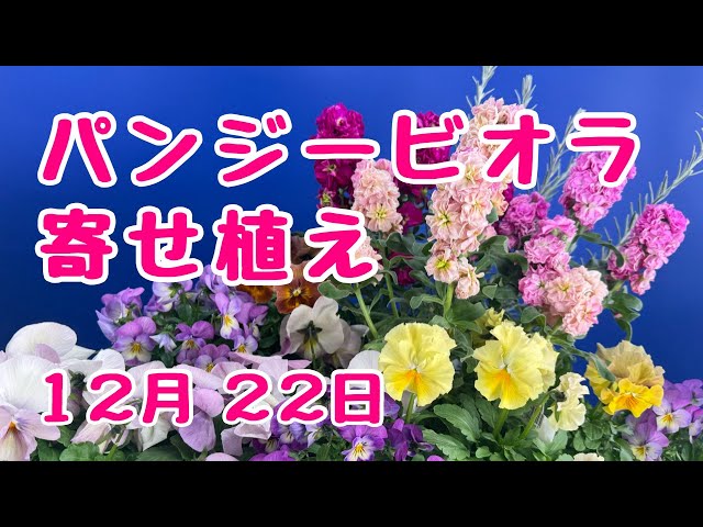 パンジー #ビオラ もりもり #寄せ植え します 2025年12月22日 - YouTube