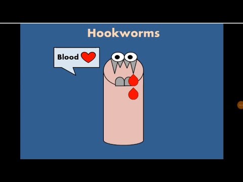 Hookworm (Ancylostoma duodenale & Necator americanus) الديدان الخطافية الأنكلستوما