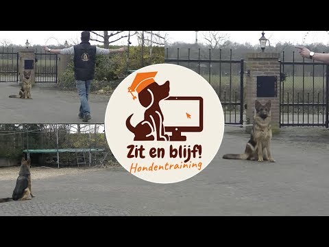 Video: Hoe Leer Je Een Puppy Het Zitcommando?