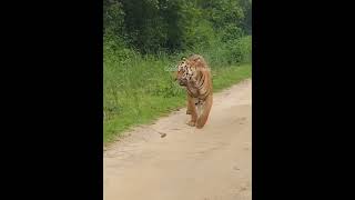 Jim Corbett Tiger 52