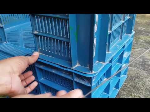 فيديو: إليك كيف يمكنك تبني أرنب من مأوى